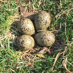 Vanellus chilensis