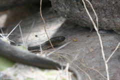 Thamnophis melanogaster
