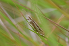Orocrambus ramosellus
