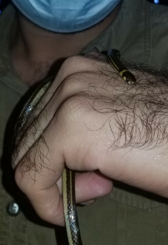 Tantilla excelsa