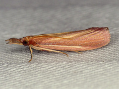 Peoria gematella