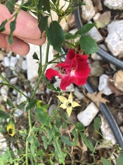Rosa