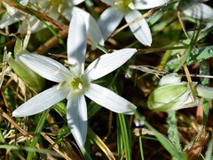 Ornithogalum sigmoideum