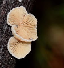 Crepidotus caspari
