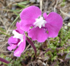 Pedicularis siphonantha