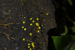Crocicreas