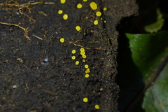Crocicreas