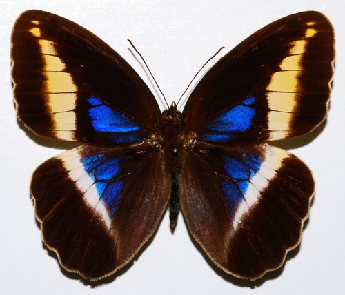 Dasyophthalma rusina
