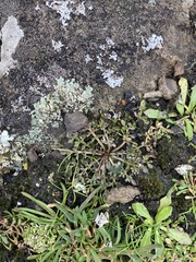 Lepidium oxycarpum