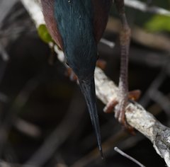 Butorides virescens image