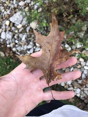 Quercus