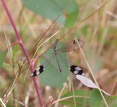 Glenoleon pulchellus