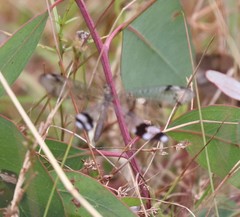 Glenoleon pulchellus