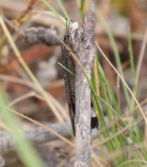 Glenoleon pulchellus