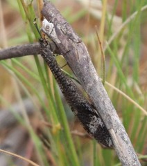 Glenoleon pulchellus