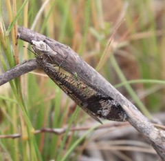 Glenoleon pulchellus