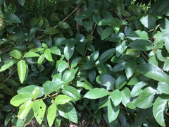 Gmelina leichhardtii