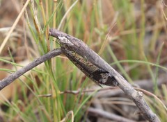 Glenoleon pulchellus