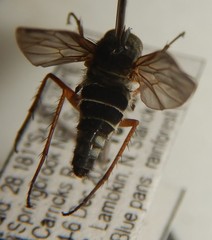 Anabarhynchus megaphallus