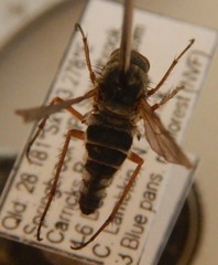 Anabarhynchus megaphallus