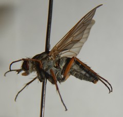 Anabarhynchus megaphallus