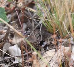 Glenoleon pulchellus