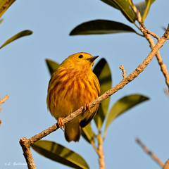 Setophaga petechia rufivertex