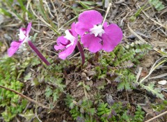 Pedicularis siphonantha