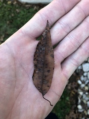Magnoliopsida