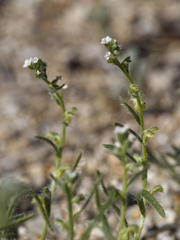 Pectocarya heterocarpa