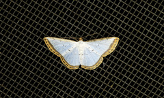 Leuciris