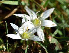 Ornithogalum sigmoideum
