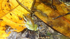 Pristimantis zeuctotylus