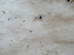 Gerromorpha