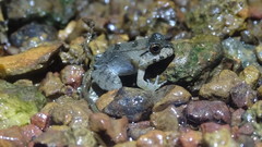 Leptodactylus knudseni