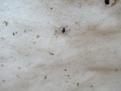 Gerromorpha