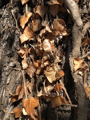 Hedera
