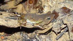 Rhinella castaneotica