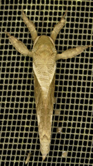 Pfitzneriana