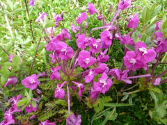 Pedicularis siphonantha