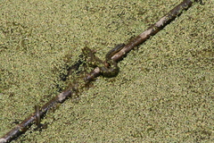 Thamnophis melanogaster