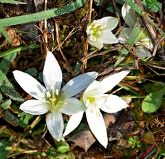 Ornithogalum sigmoideum