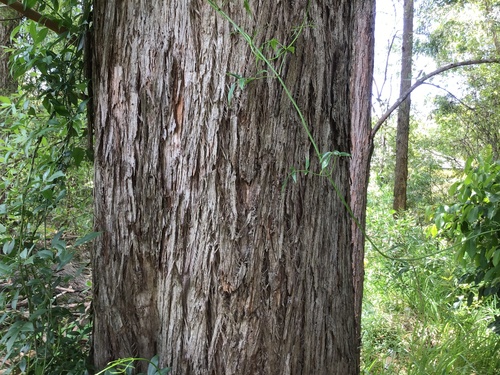 Syncarpia glomulifera