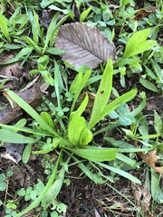 Plantago lanceolata