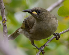 Stomiopera unicolor