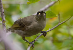 Stomiopera unicolor