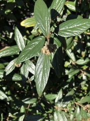Viburnum