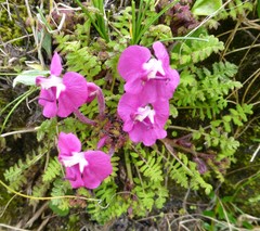 Pedicularis siphonantha