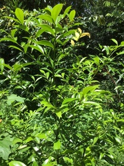 Cryptocarya laevigata