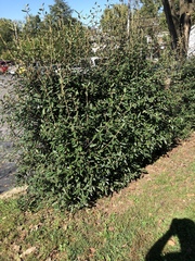 Magnoliopsida
